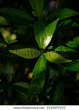Gardenia leaves are annual shrubs of the Kopi-kopian tribe or Rubiaceae. The flowers are white and very fragrant. The binomial name G. jasminoides means