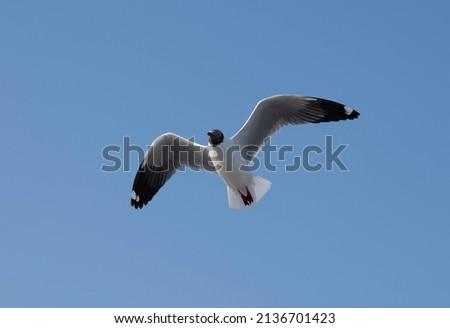 Sea.gulls flying on the beautiful blue sky. Some chasing after foodthat feed by tourist around the area