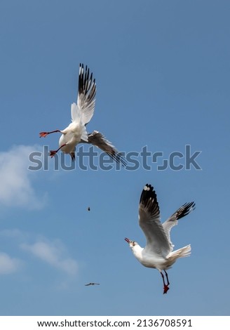 Seagulls Flying on the beautiful clear sky, chasing after food that feed on them.