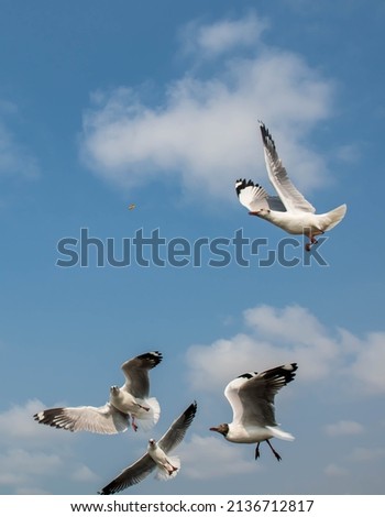 Seagulls Flying on the beautiful clear sky, chasing after food that feed on them.