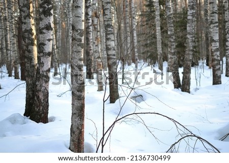 Birch spring forest in the early snowy morning