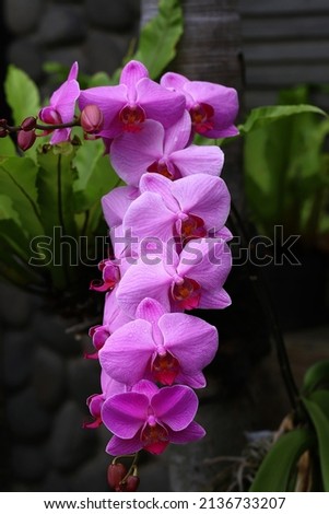 Blooming pink orchid flower, image for mobile phone screen, display, wallpaper, screensaver, lock screen and background 