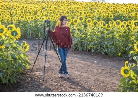 Woman photographer takes pictures in nature, photographer takes pictures of a beautiful field of sunflowers at sunrise. High quality photo.