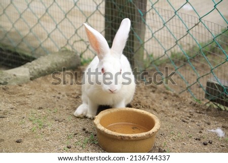 Rabbit in rabbit farm drinking water