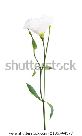eustoma flower isolated on white background  Royalty-Free Stock Photo #2136744377