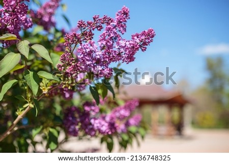 Large lilac branch blossom. Bright flowers spring lilac bush. Spring blue lilac flowers close-up on a blurred background. Bouquet of purple flowers. Natural spring background, soft focus, copy space