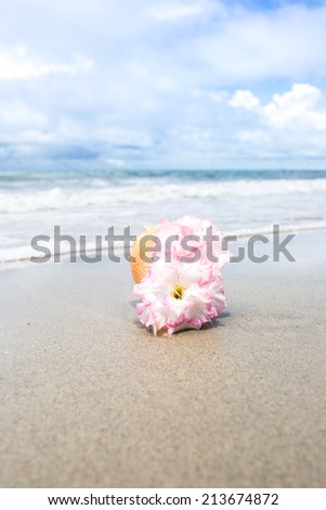 Flowers in seashell vase on the beach.