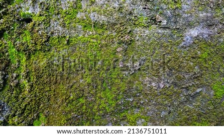green mossy wall for background Royalty-Free Stock Photo #2136751011