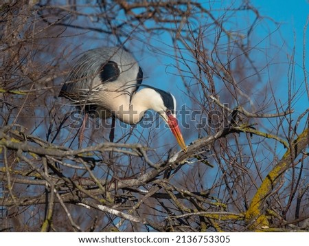 Grey heron (Ardea cinerea), , Parc Ornithologique du Pont de Gau, Camargue’s Regional Natural Park, Arles, France