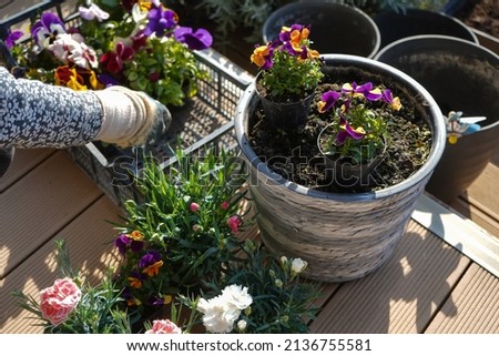 Gardener's hands planting flowers in pot with soil on terrace balcony garden, close up photo. Gardening concept                               