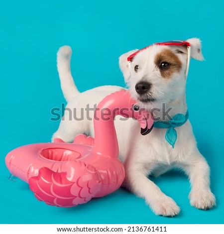 funny white puppy, in red sunglasses, near an inflatable flamingo for swimming, on a turquoise background, vacation and travel concept