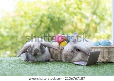 Fluffy white gray rabbit wearing glasses sitting on green grass floor with mini labtop beside  and easter egg basket at the middle of them, one looking at camera, onother one going to sleep.