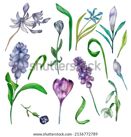 Purple spring flowers watercolor set isolated. Hand painted plants wild violet flowers muscari, snowdrops, crocus, green leaves composition for greeting template for design