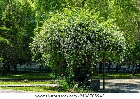 White Multiflora Rose bush (Rosa polyantha), also known as Seven-Sisters, Baby, Japanese and many-flowered rose in Adler (Sochi). Beautiful rose shrub, spring and summer blooming background. Royalty-Free Stock Photo #2136785943