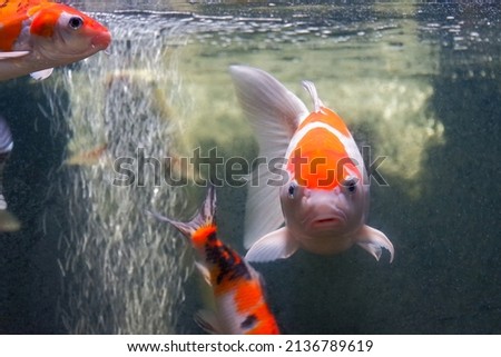 Beautiful koi fish swimming in the clear and fresh pond water