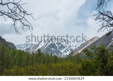 Scenic landscape with sunlit coniferous forest against snowy mountain range in sunlight under cloudy sky. Colorful view to forest valley and sunlit snow mountains under cloud sky at changeable weather