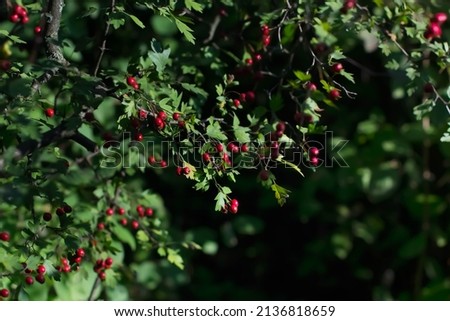 Autumn berries: abundant Ilex verticillata ‘Red Sprite’ or dog rose fruits (Rosa canina). Wild rosehips with Ripe hawthorn in nature in autumn season.