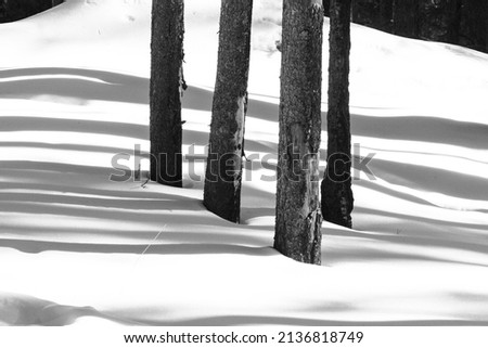 Outdoor nature black and white image of the shadows on the snow of a small group of tree trunks.