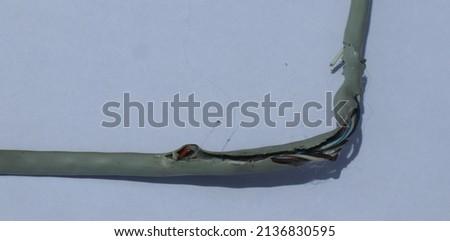 Damaged UTP ethernet lan cables due to mouse bites, damaged UTP ethernet lan cables. Data cables , Network connections, Networking equipment 
					 Royalty-Free Stock Photo #2136830595