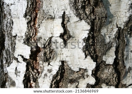 Black and white stripes and cracked natural birch texture. A birch trunk with space to copy. High quality photo