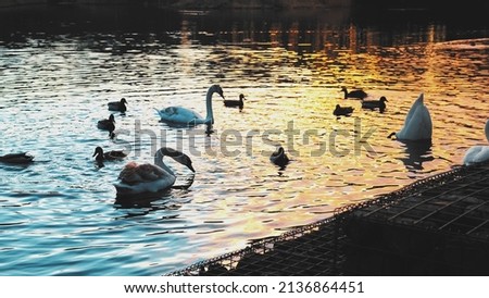 Swans and Ducks Swimming in Pond at Golden Sunset Casting Blue and Yellow Colors Shine on Water Surface