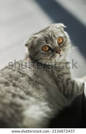 Grey Cat With Orange Eyes Stock Photos And Images Avopix Com