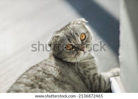 Grey Cat With Orange Eyes Stock Photos And Images Avopix Com