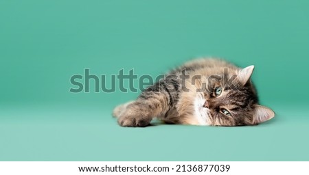 Senior cat lying sideways on colored background. Full body of long hair tabby cat with beautiful green eyes. Stretched out and relaxed geriatric 16 years old female cat enjoying live. Selective focus.