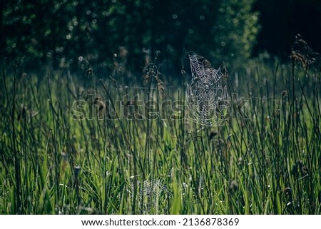 Backlit spider web on green reeds. Bright leaves, dark trees in the distance, plants growing on wet ground. Selective focus on the details, blurred background.