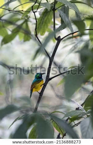 Portrait of a Collared Sunbird, Hedydipna collaris, resting on a branch. The blurred background is colored green. High quality photo