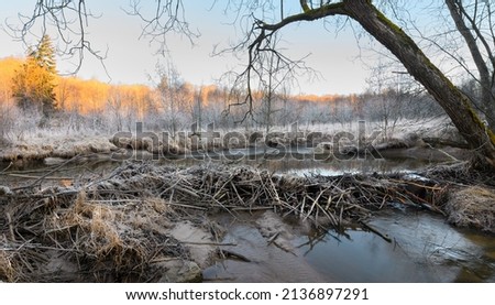 Beaver dam on a riverbed. River beaver Castor fiber - beaver family Castoridae. A sturdy structure in a river, a flooded forest. Dams, grooves, houses are scraped by tree branches. Royalty-Free Stock Photo #2136897291
