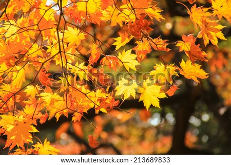 Yellow autumnal maple foliage Royalty-Free Stock Photo #213689833