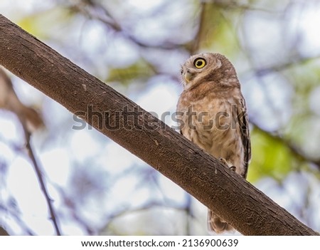 Spotted Owl looking towards a object with concentration