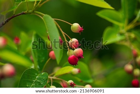 Beautiful berries from the cultivar Autumn brilliance serviceberry.  Royalty-Free Stock Photo #2136906091