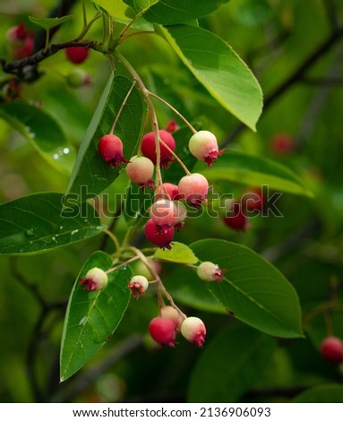 Beautiful berries from the cultivar Autumn brilliance serviceberry.  Royalty-Free Stock Photo #2136906093