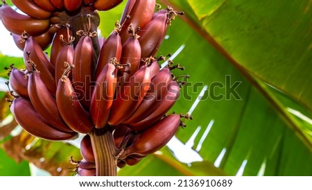 Red bananas are a group of varieties of banana with reddish-purple skin. Some are smaller and plumper than the common Cavendish banana, others much larger. Royalty-Free Stock Photo #2136910689