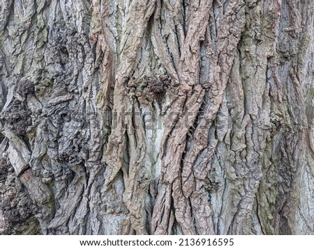 Tree bark close up natural photo no editing