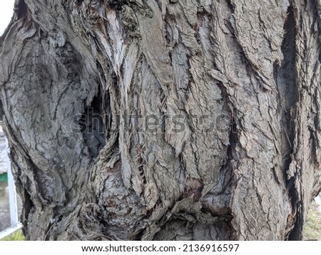 Tree bark close up natural photo no editing