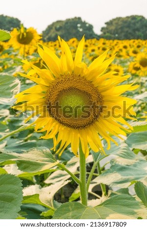 Sunflower agriculture field on a sunny day.