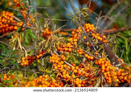 Sea buckthorn is used to treat heart disease, skin conditions, edema (inflammation), and other conditions. In food products, sea buckthorn berries are used to make jellies, juices, purees and sauces