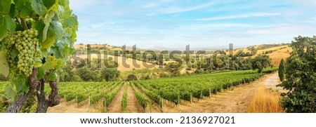 Vineyards with grapevine and hilly tuscan landscape near winery along Chianti wine road in the summer sun, Tuscany Italy Europe Royalty-Free Stock Photo #2136927021
