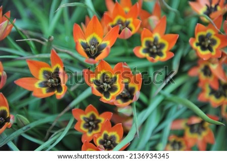 Orange and black Miscellaneous tulips (Tulipa linifolia) Little Princess bloom in a garden in April Royalty-Free Stock Photo #2136934345