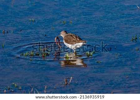 a Green Sandpiper bird and worm