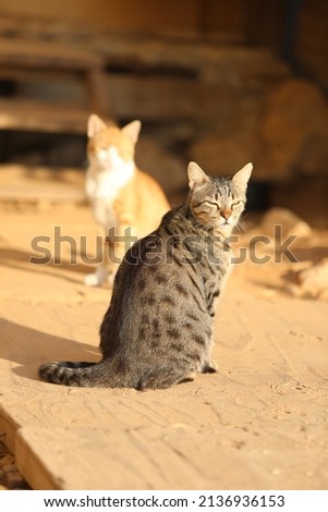 Cat - lovely kitty within a beautiful summer scenery