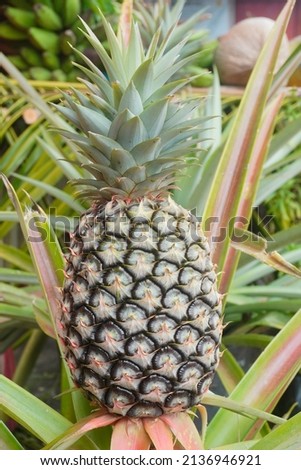 Close up photo of organic and fresh pineapple still on the tree. This pineapple photo can be used for vector design of pineapple patterns and details, dietary information  consumption of fresh fruit Royalty-Free Stock Photo #2136946921