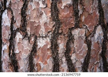 bark tree background pine old. background pattern. old background. nature vintage .  Royalty-Free Stock Photo #2136947759