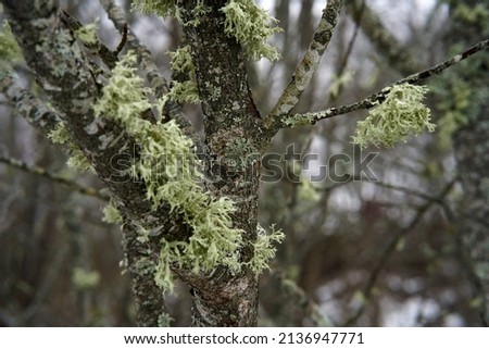 Light moss on a tree in the forest