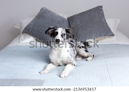 Selective focus horizontal portrait of cute female merle border collie puppy lying down on bed looking up with a curious expression	 