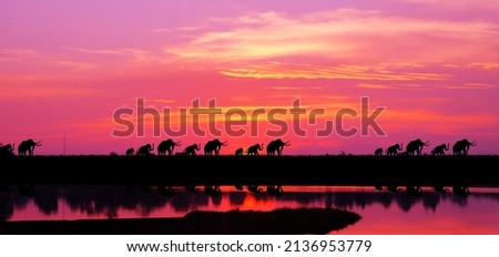 Silhouette of a herd of elephants On the way home, in the evening, beautiful sunset
