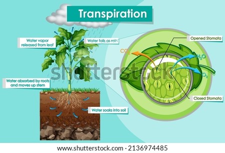 Diagram showing transpiration plant illustration
